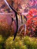 Nutzerbild von: fisherman